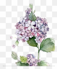 Download Picture Royalty Free Stock Painting Flower Flowers - Png Clipart Hydrangea Watercolor,Hydrangea Png