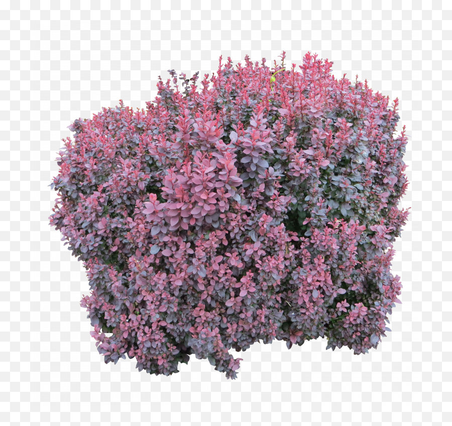 Bushes Png Picture - Colourful Bush Png,Shrubs Png