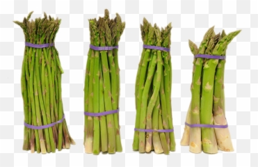 Full Size Png Image - Asparagus,Asparagus Png