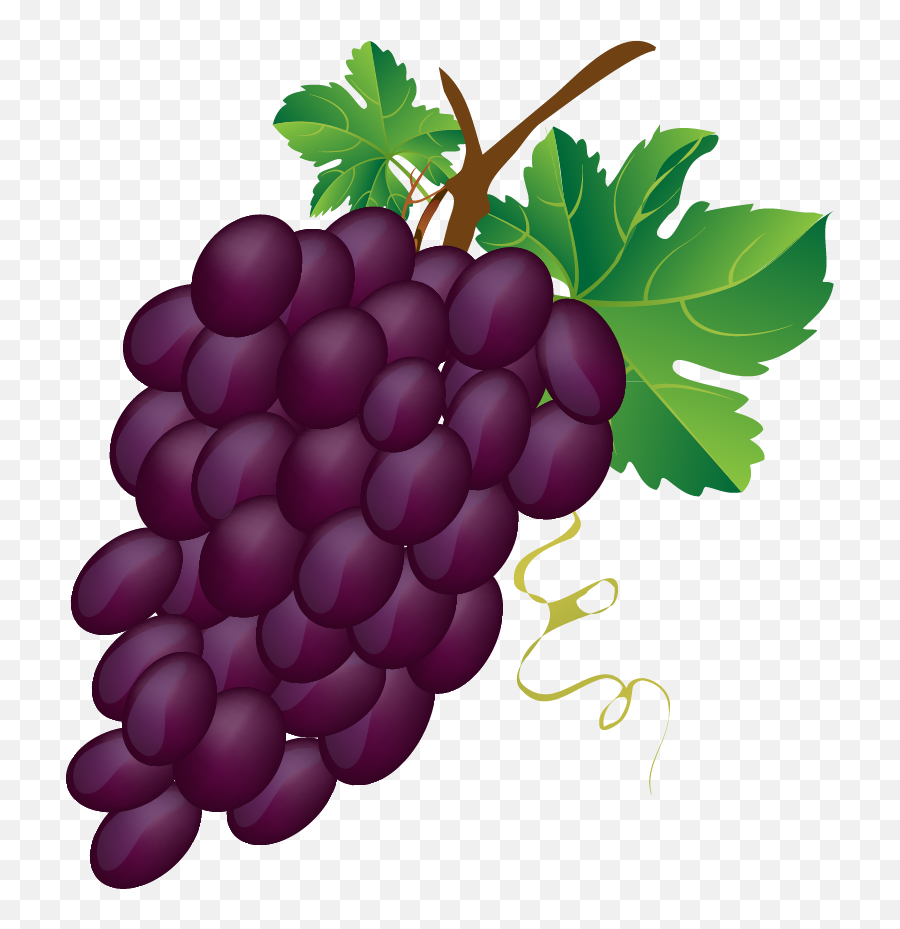Download Grapes Vector Grape Bunch - Bunch Of Grapes Clipart Bunch Of Grapes Clipart Png,Grapes Transparent Background