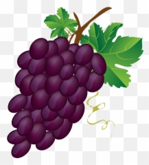 Download Grapes Vector Bunch - Of Clipart png