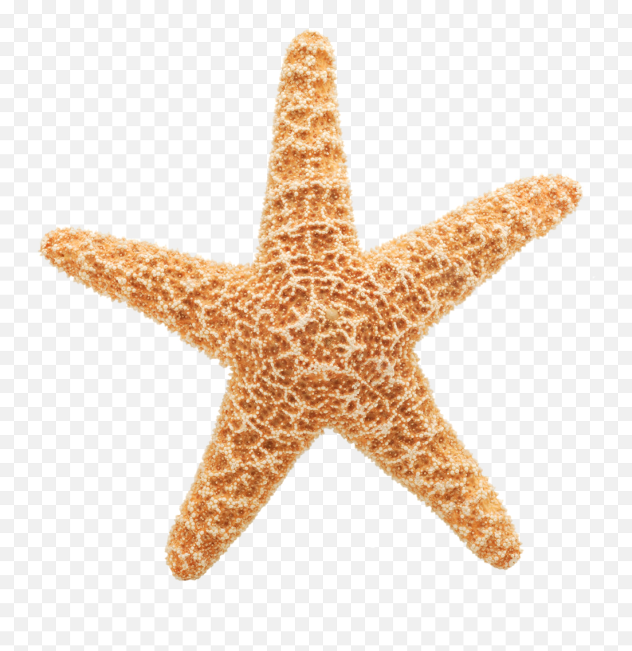 Transparent Background Hd Png Download - Transparent Starfish Gif,Starfish Transparent Background