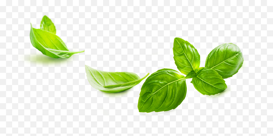 Basil Leaf - Transparent Basil Leaves Png,Mint Leaves Png