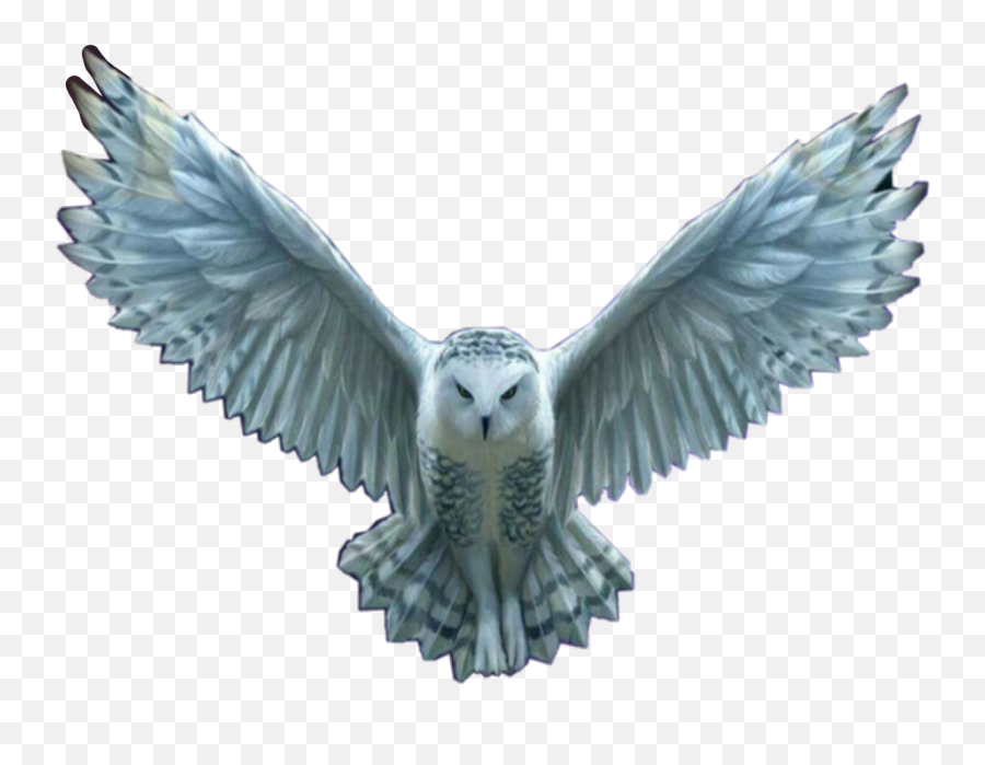 Hedwig Soooo Sad That She Sticker By Hey - Harry Potter Owl Png,Hedwig Png