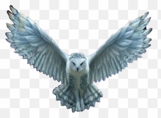 Hedwig Soooo Sad That She Sticker By Hey - Harry Potter Owl Png,Hedwig Png