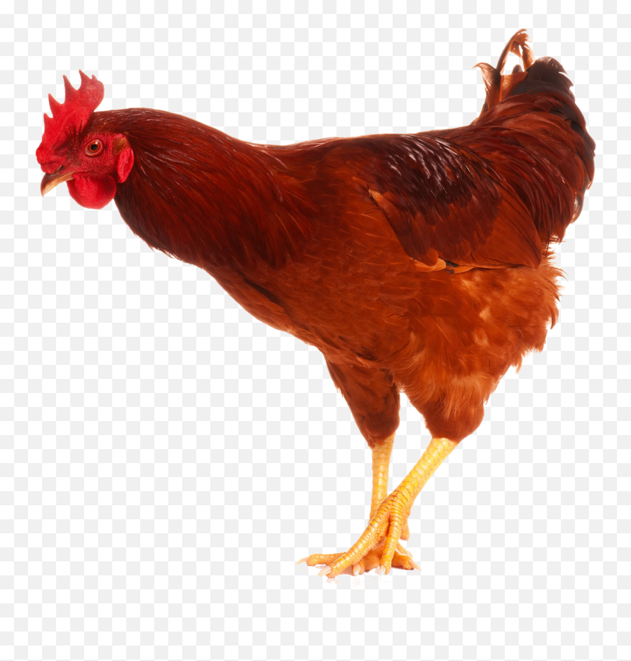Cock Png - Chicken With Prosthetic Leg,Rooster Png