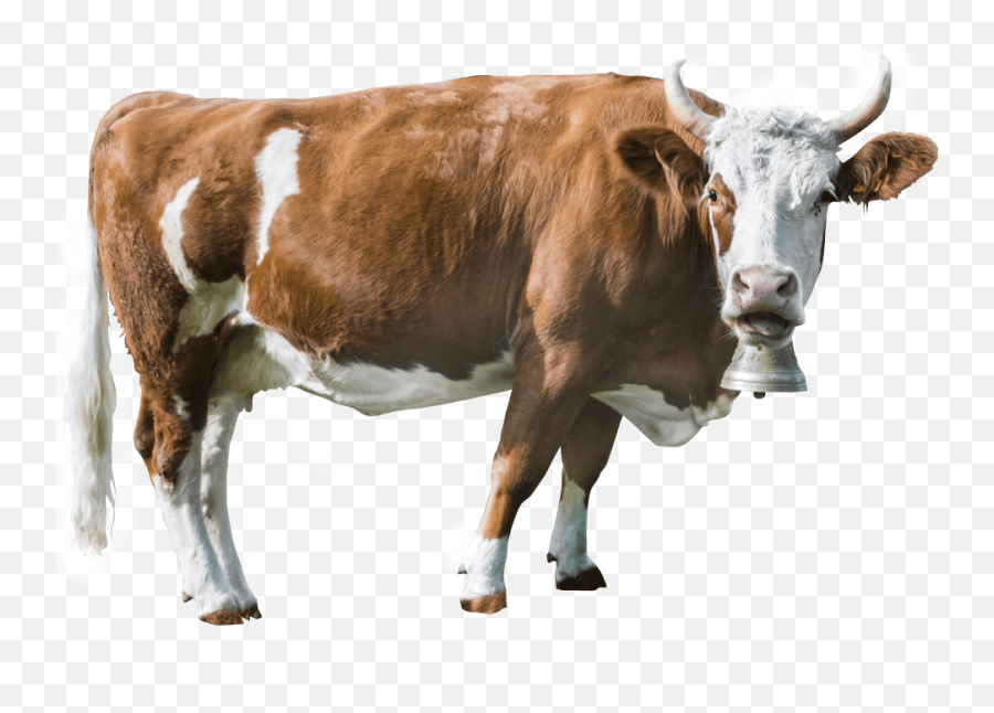 Cropped - Cattle Png,Cattle Png