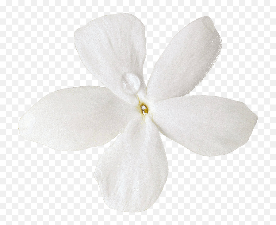 Download Cut Moth Petal Others Flowers - Soft Png,Orchids Png