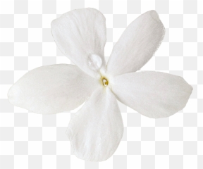 Download Cut Moth Petal Others Flowers - Soft Png,Orchids Png