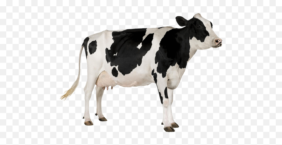Download Free Png Background - Cowtransparent Dlpngcom Milk Australian Cow Png,Cow Transparent