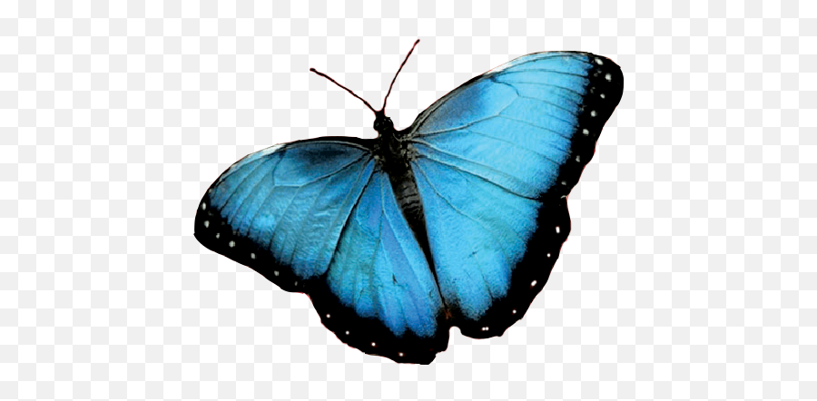 In Summeren Verano U2014 Blue Manatee Press - Clear Background Blue Butterfly Transparent Png,Manatee Icon