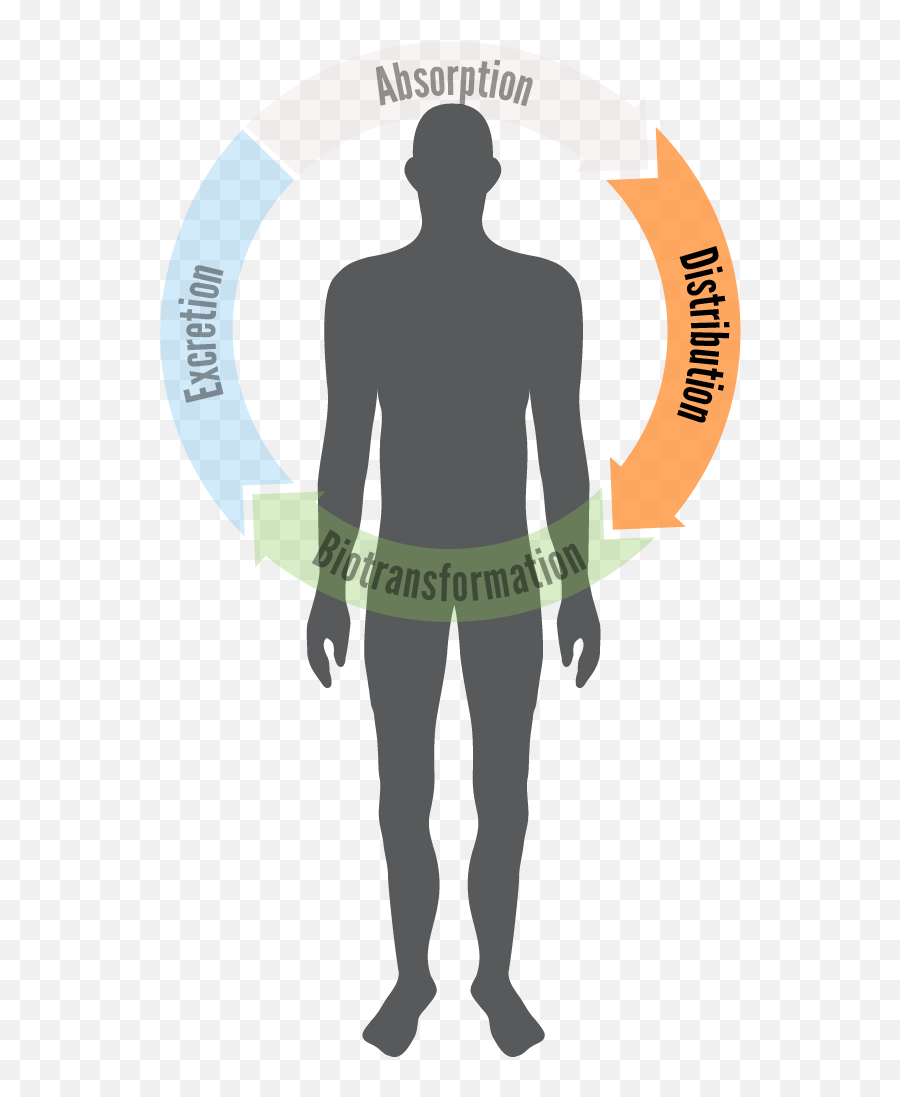 Toxtutor - Toxic Absorption Png,Blood Circulation Icon