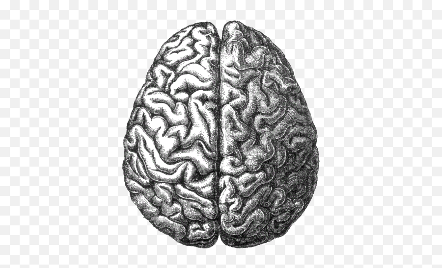 Human Brain Png Image - Hemispheres Of The Brain,Human Brain Png