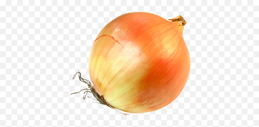 Onion Png Transparent Images All - Transparent Image Of Onion,Onion Png