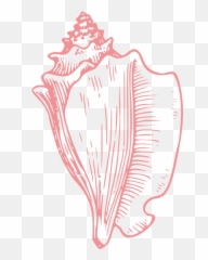 Pink Sea Shell Clip Art - Vector Clip Art Png,Sea Shell Png