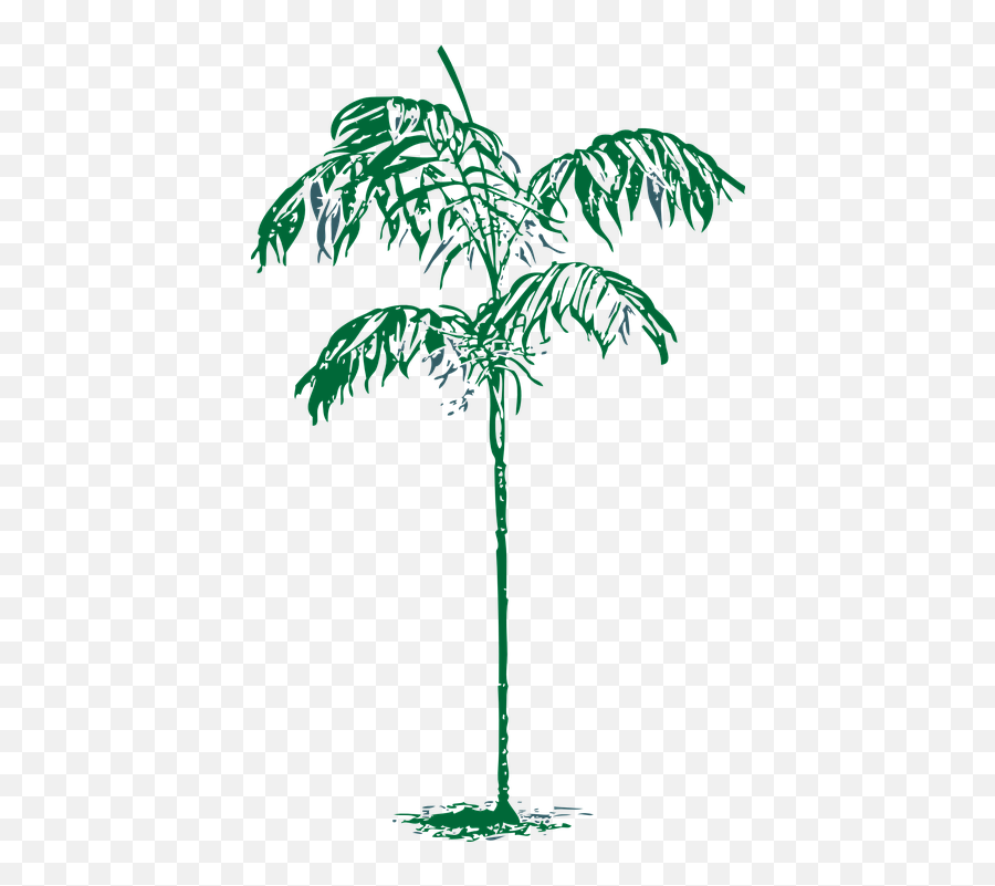 Palm Tree - Png Sketch Palms,Palm Tree Outline Png