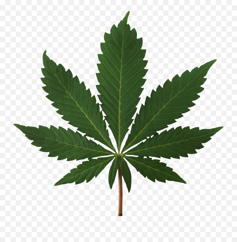Cannabis Png Images Free Download - Weed Leaf Png Transparent,Weed Transparent Background