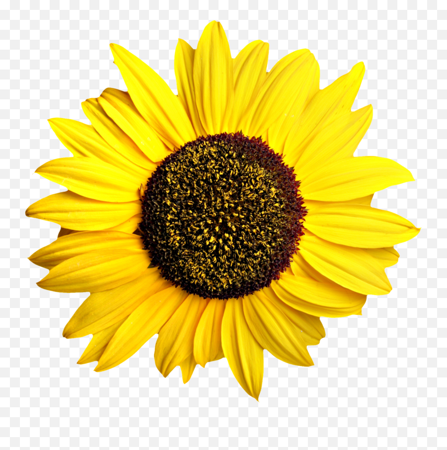 Sunflower Png - Sunflowers Png,Watercolor Sunflower Png