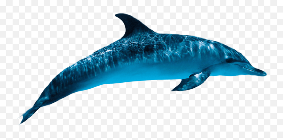 Dolphin Png Transparent Free Images - Transparent Dolphin,Ocean Transparent Background
