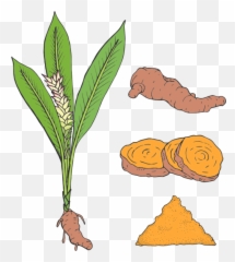 Turmeric - Drawing Of Turmeric Plant Png,Turmeric Png