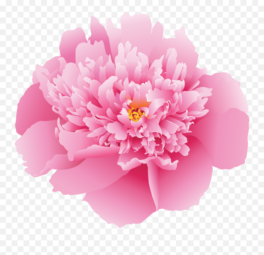 Pink Peony Flower Png