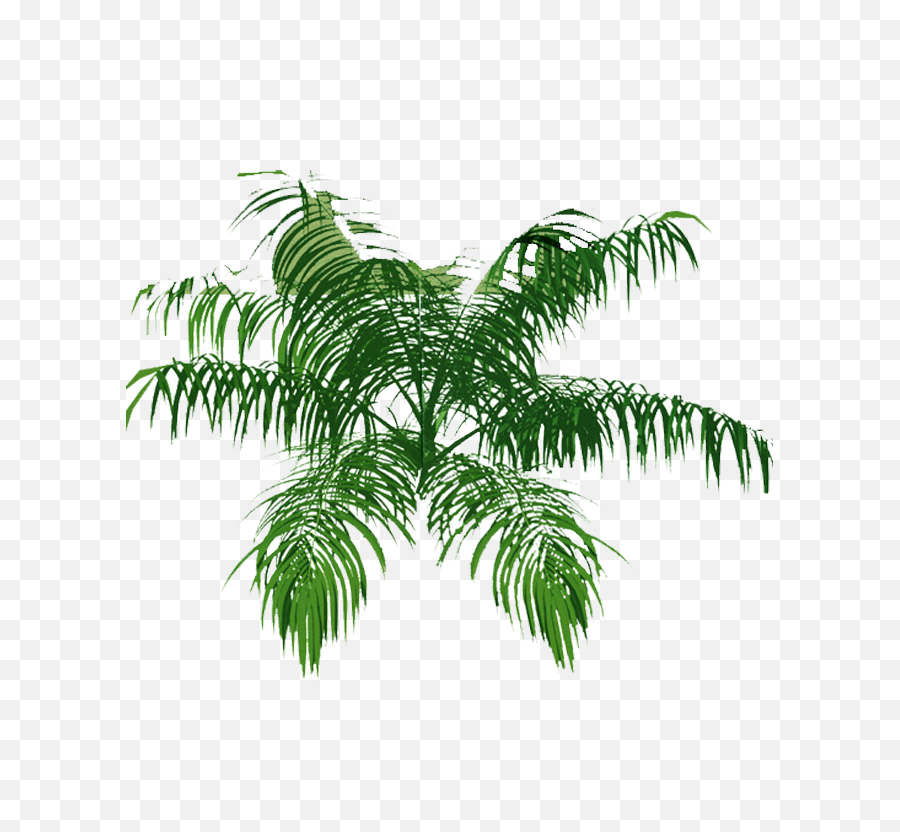 Explore Tree Plan Palm And More - Palm Tree Top View Png,Tree Plan View Png