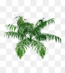 Explore Tree Plan Palm And More - Top View Png