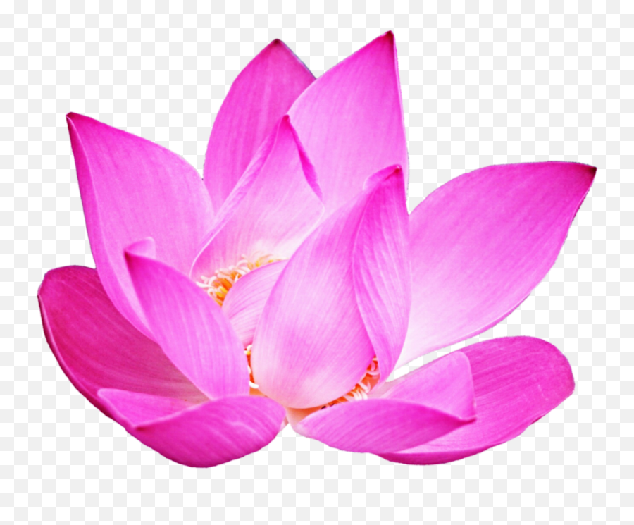 Download Lotus Clipart Pink - Sacred Lotus Png Image Sacred Lotus,Lotus Png