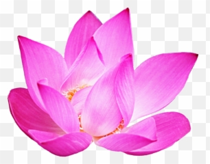 Download Lotus Clipart Pink - Sacred Lotus Png Image Sacred Lotus,Lotus Png