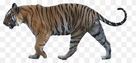 Walking Tiger Png Image Background Arts - Side View Png
