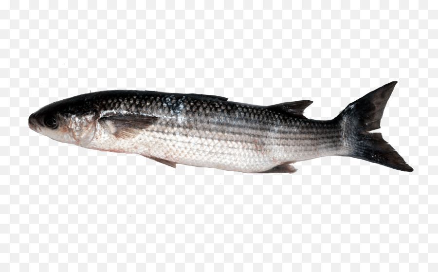 Thicklip Grey Mulletchelonconsum Responsiblemrgoodfish - Mulet Lippu Png,Mullet Png