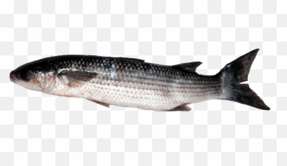 Thicklip Grey Mulletchelonconsum Responsiblemrgoodfish - Mulet Lippu Png,Mullet Png