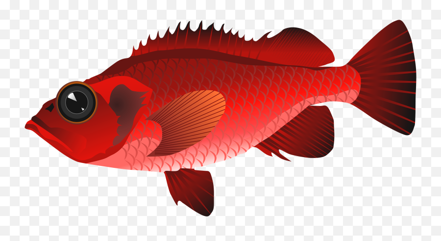 Download Red Fish Png - Red Fish Clipart,Fish Png Transparent