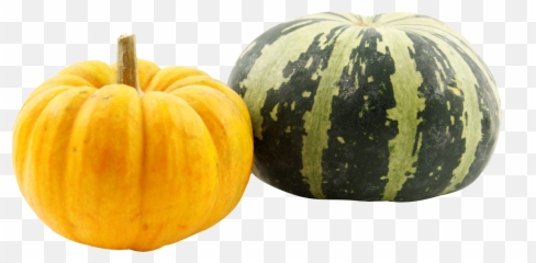Download Pumpkins Png Image For Free - Pumpkin Images Hd Png,Squash Png