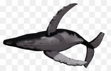 Humpback Whale Png - Cetacea Png Pic Humpback Whale No