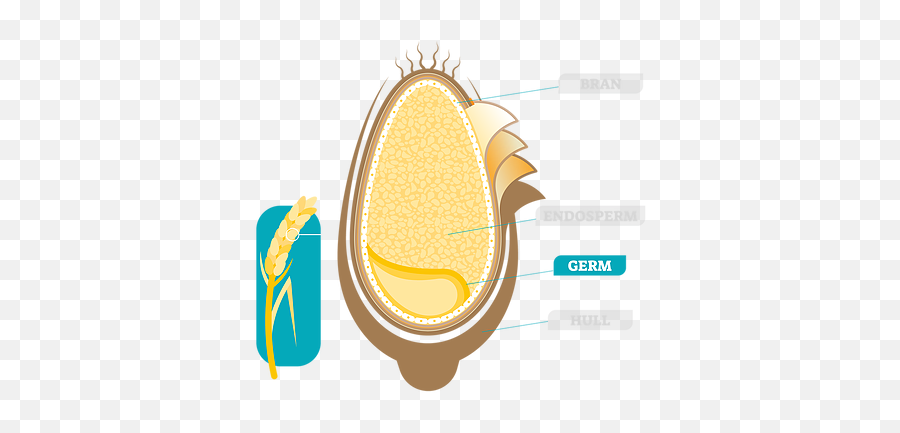 Wheat Germ Facts Viobin - Graphic Design Png,Wheat Logo