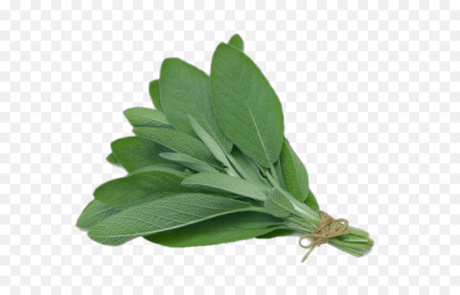 Basil Transparent Png - Sage Herb In Spanish,Basil Png