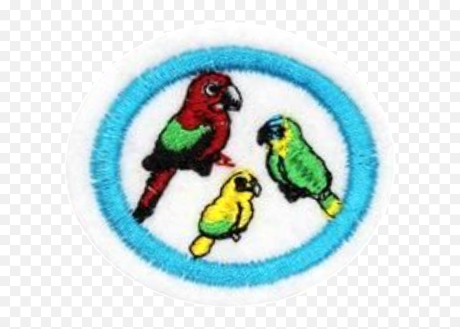 Filemacaws Parrots And Parakeets Honorpng - Pathfinder Wiki Parakeet,Parakeet Png