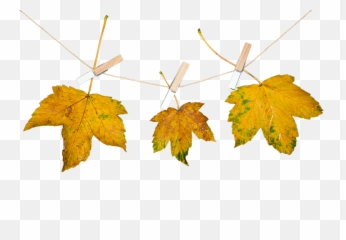 Nature Leaves Autumn Transparent - Background Png Daun