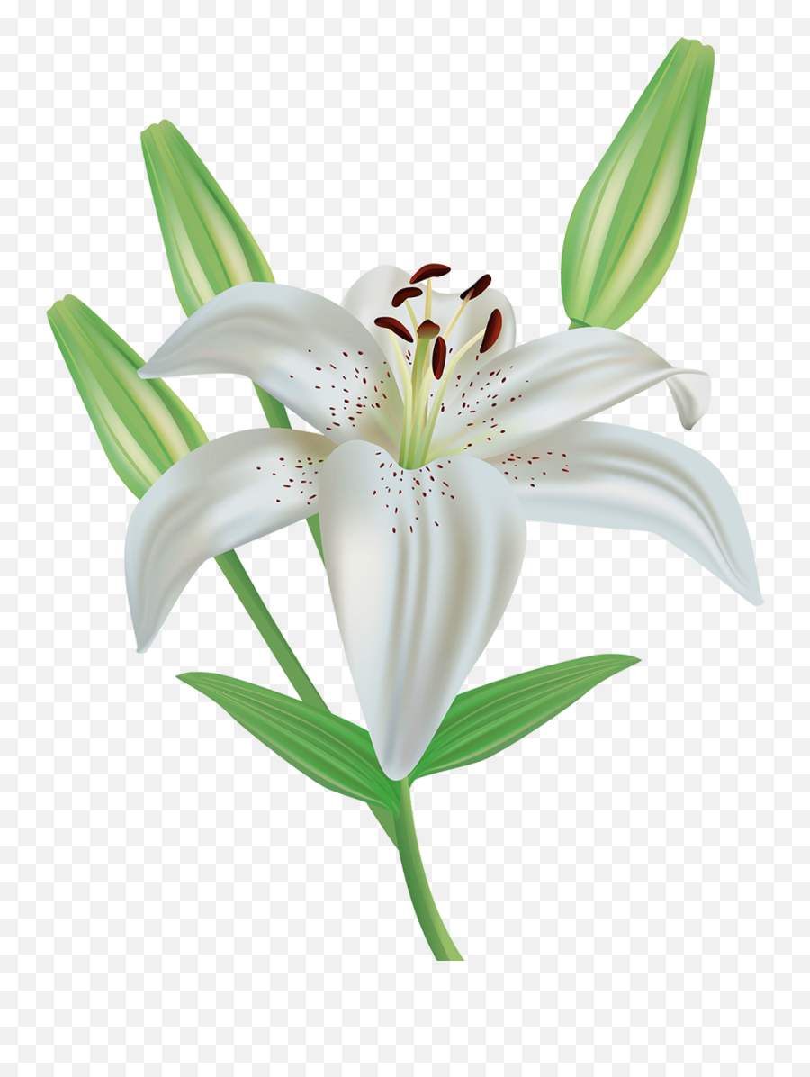 Lily Transparent Png Clipart Free - Clipart Lily,Lily Transparent