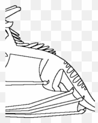 Torrentwings Of Fire Fanon Tribes Wiki Fandom - Illustration png