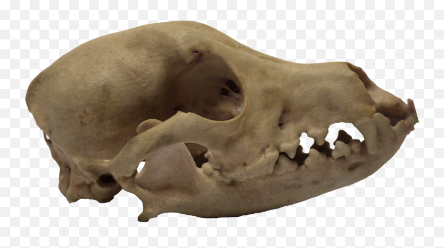 Download 3d Printed Dog Skull Side View - Dog Skull Png,3d Skull Png