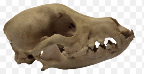 Download 3d Printed Dog Skull Side View - Dog Skull Png,3d Skull Png