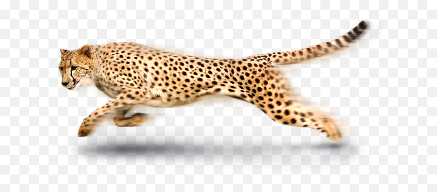 Leopard - Rail Wire Logo Png,Leopard Png Leopard - Rail Wire Logo Png,Leopard Png