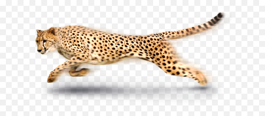 Leopard - Rail Wire Logo Png,Leopard Png