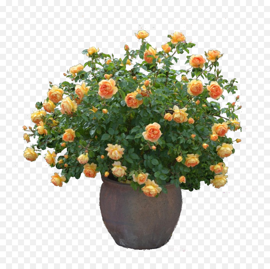 Cinquefoil Png Images - Pat Austin Rose,Flower Plant Png