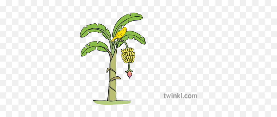 Yellow Bird - Illustration Png,Banana Tree Png