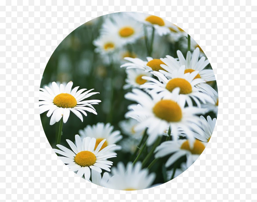 Download April - Daisy White Flowers We Heart Png Image Hoa Cúc Chi,White Daisy Png