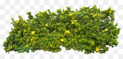 Bushes Png Images Free Download Bush - Bushes Png,Hedge Png