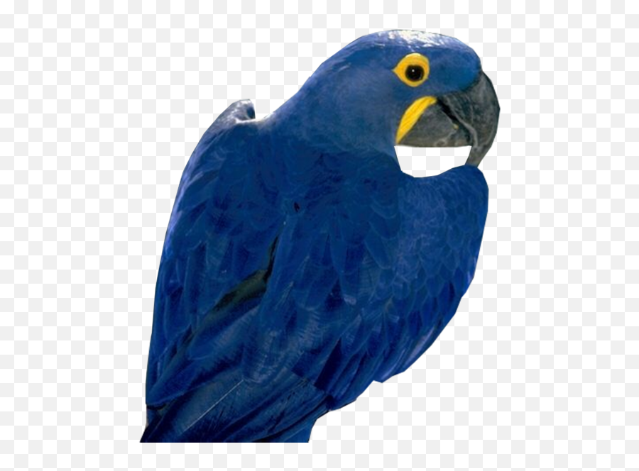 Blue Parrot Free Png Image - Hyacinth Macaw Png,Macaw Png